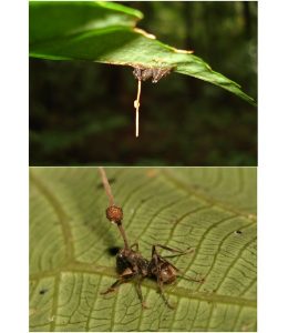 Dead ants infected with Ophiocordyceps unilateralis