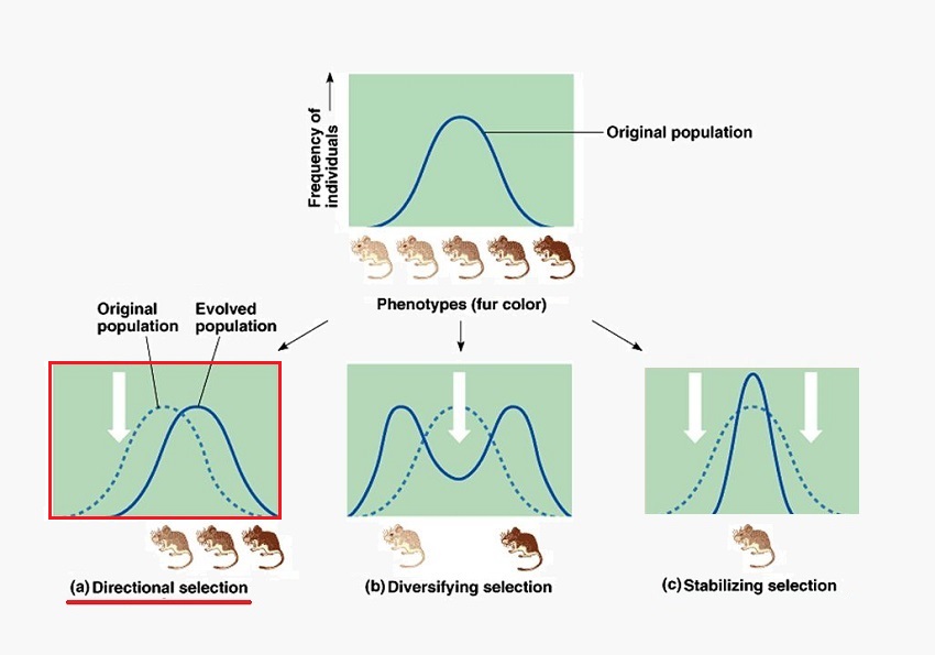 Directional Selection