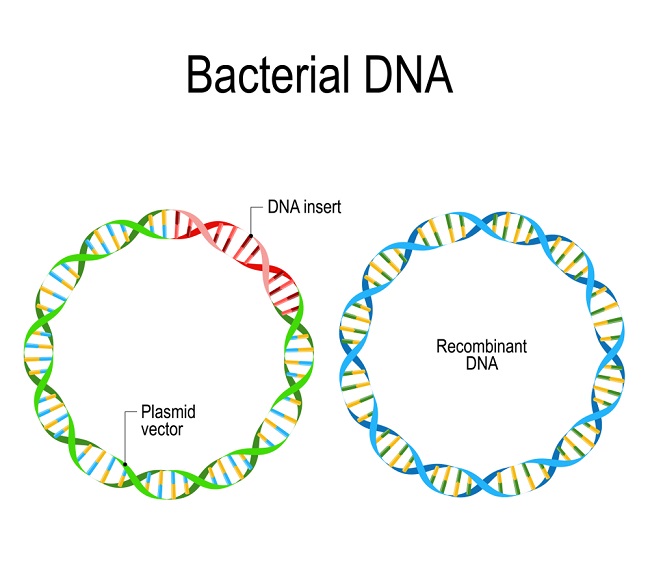 Recombinant DNA