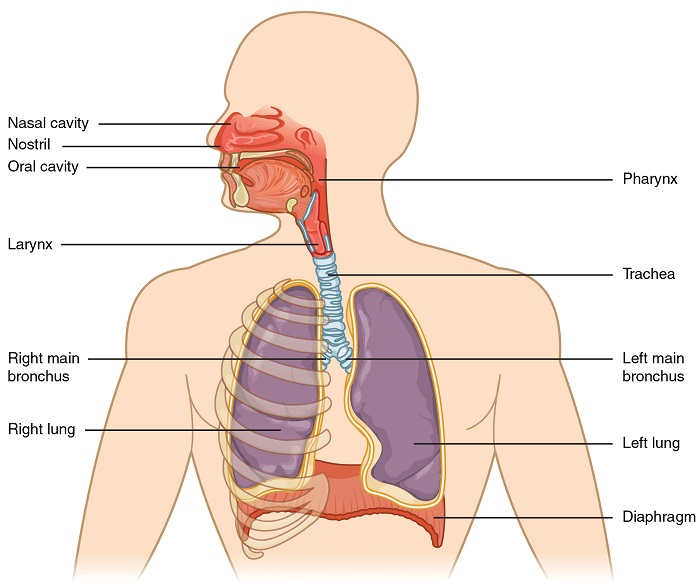 Respiratory System Diagram