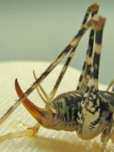 Abdomen of a cricket
