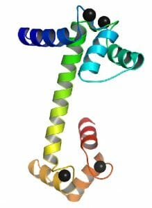 Calmodulin-Ca