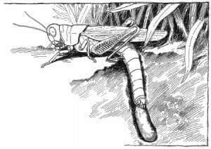 Grasshopper