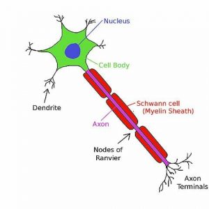Neuron