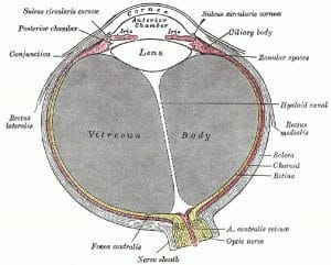 Conjunctiva