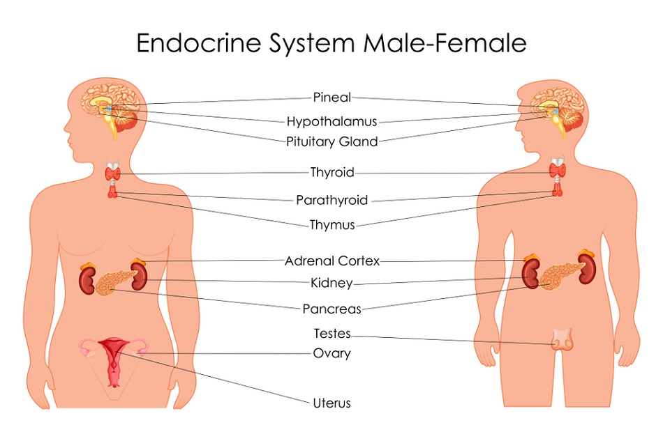 Endocrine Glands Diagram