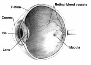 Human eye cross-sectional view