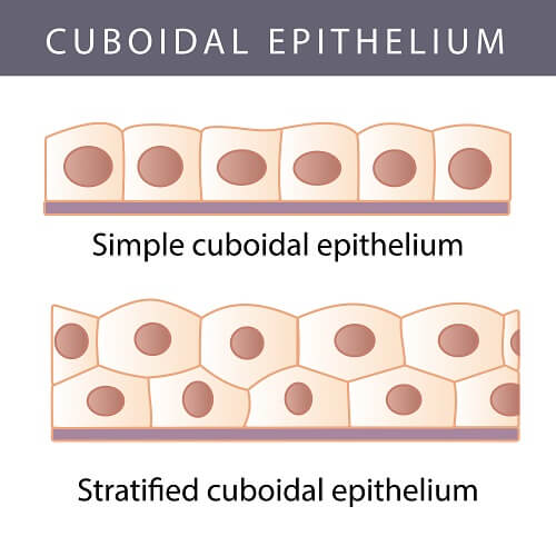 Types of cuboidal epithelium formed by epithelial cells