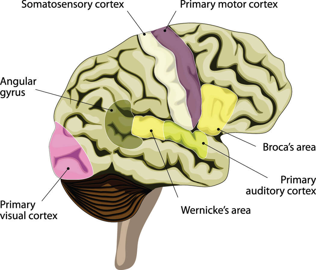 broca's area