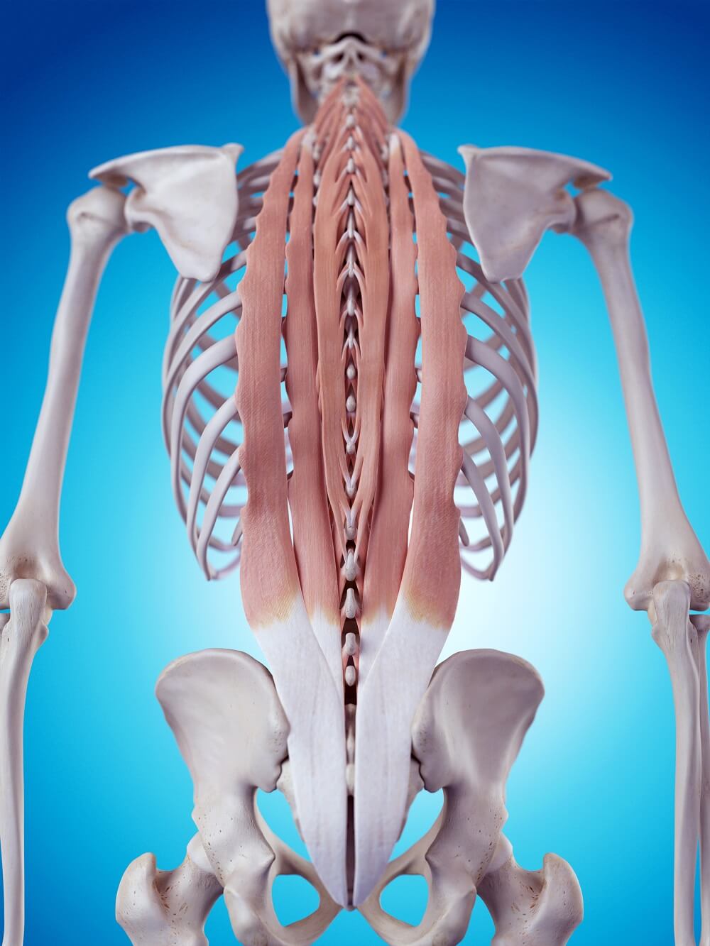 erector spinae