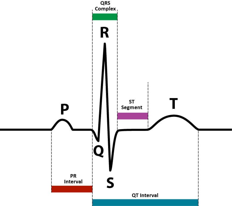 electrocardiogram ecg p wave QRS complex T electrical activity