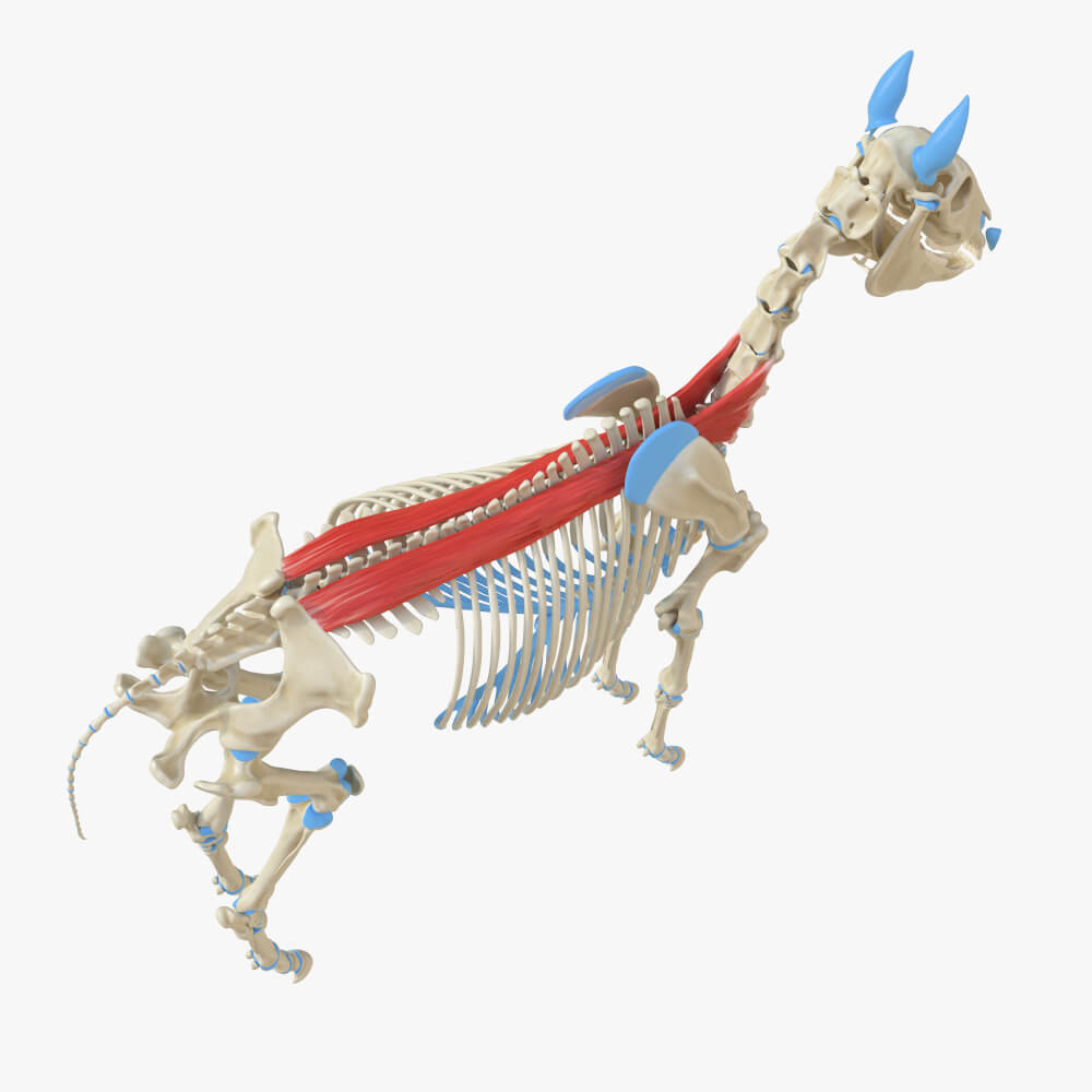 spinalis muscle erector spinae horse anatomy spine vertebrae