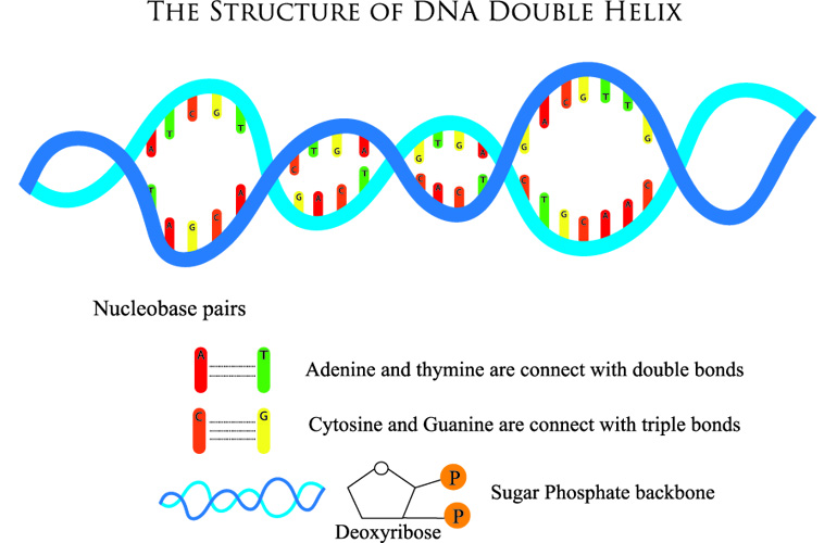 DNA phosphate ribose deoxyribose sugar DNA backbone