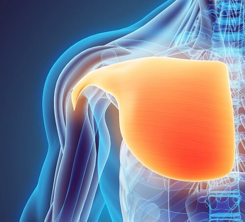 Pectoralis Major