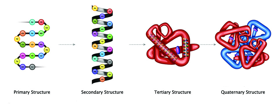protein structures polypeptide secondary tertiary quaternary
