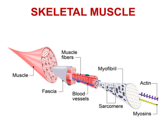 Image showing the substructures of skeletal muscle fibers from the sarcolemma to the actin and myosin filaments