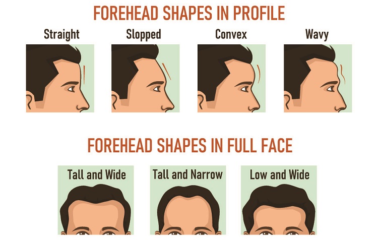 forehead shapes frontal eminences supraorbital superciliary arch ridge face shape