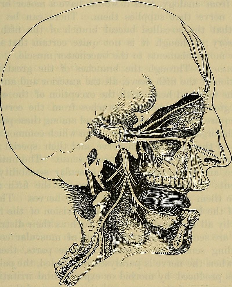 ophthalmic nerve facial nerves CN V trigeminus