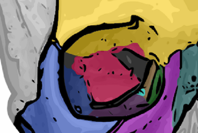 orbital bones