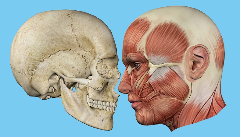temporalis muscle temporal bone