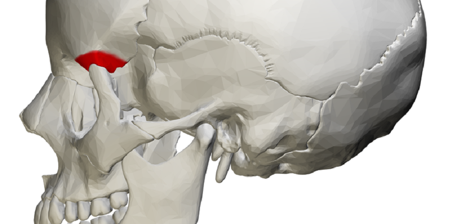zygomatic process of the frontal bone skull face facial