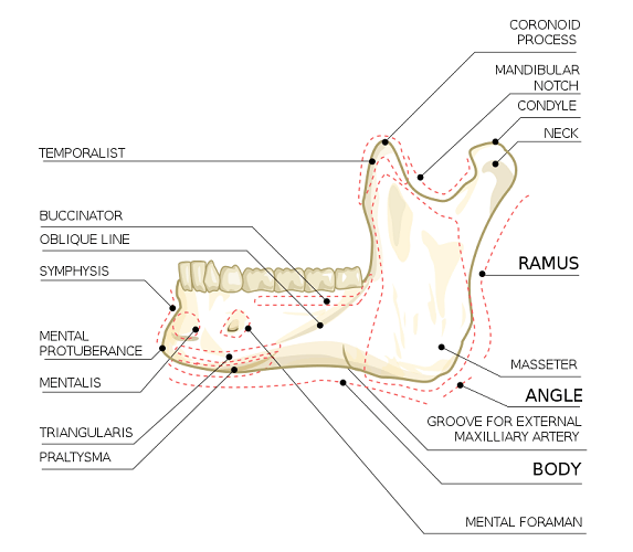 ramus rami mandible body lower jaw