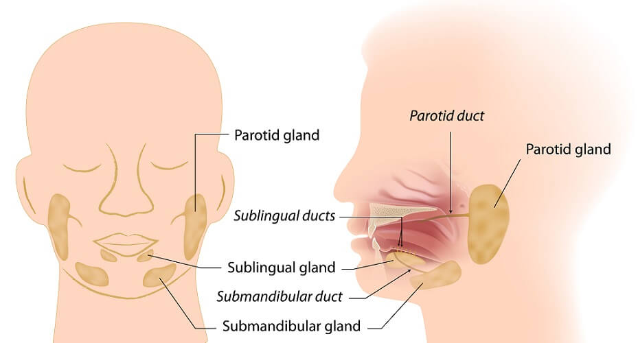 salivary gland glands sublingual submandibular parotid