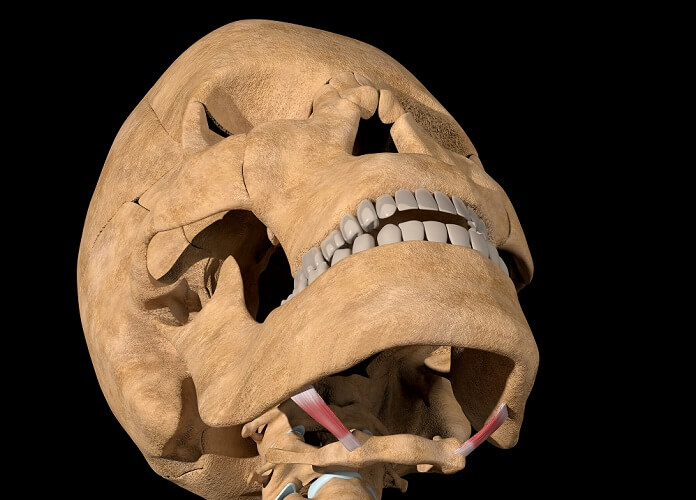 stylohyoid muscle hyoid bone mandible tongue