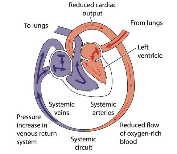 venous return blood circulation anatomy