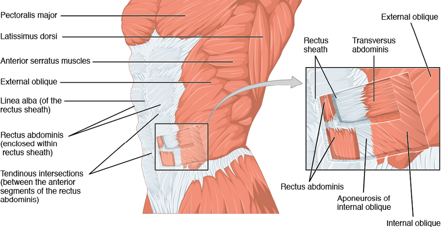 anterolateral abdominal muscle oblique external internal trnasversus abdominis anterior abdominal muscles rectus pyramidalis transversalis fascia peritoneum camper's scarpa's