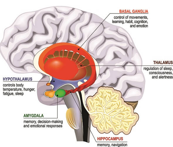 basal ganglia limbic system lobe hippocampus amygdala