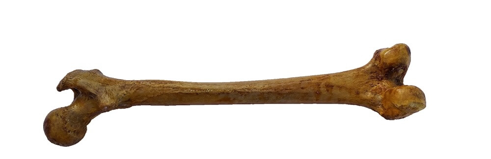 femur bone greater trochanter head of human