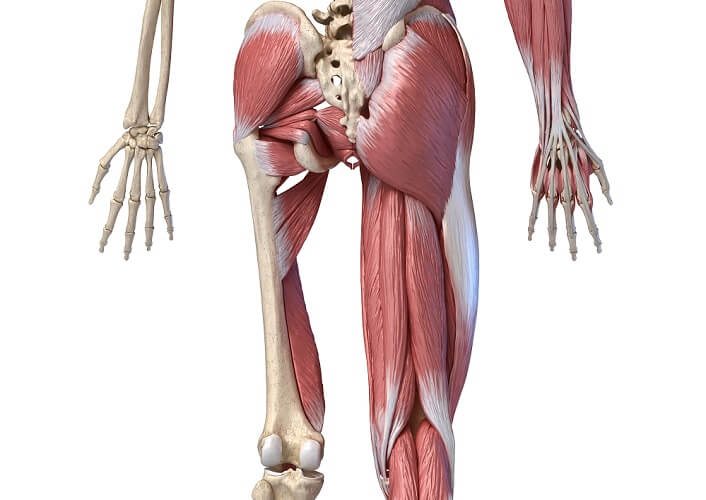 gluteus medius maximus minumus iliac crest sacrum