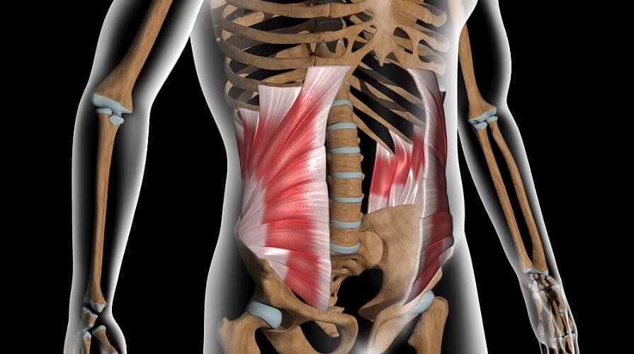 internal oblique muscle anterolateral abdominal wall