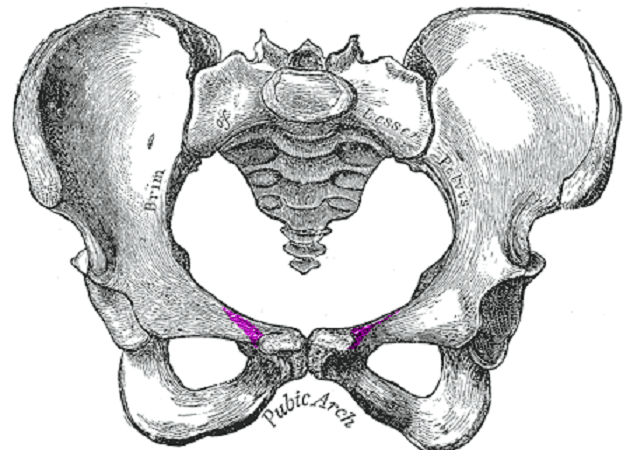 pectinial line pelvis pubic bone