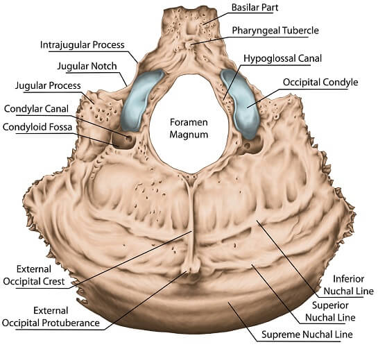 inner surface occipital bone foramen magnum