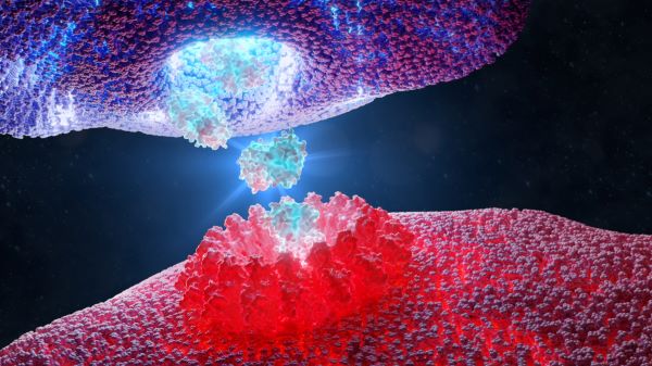 Cytotoxic T cells directly kill infected cells and pathogens